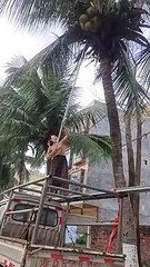 Comment ne pas cueillir une noix de coco