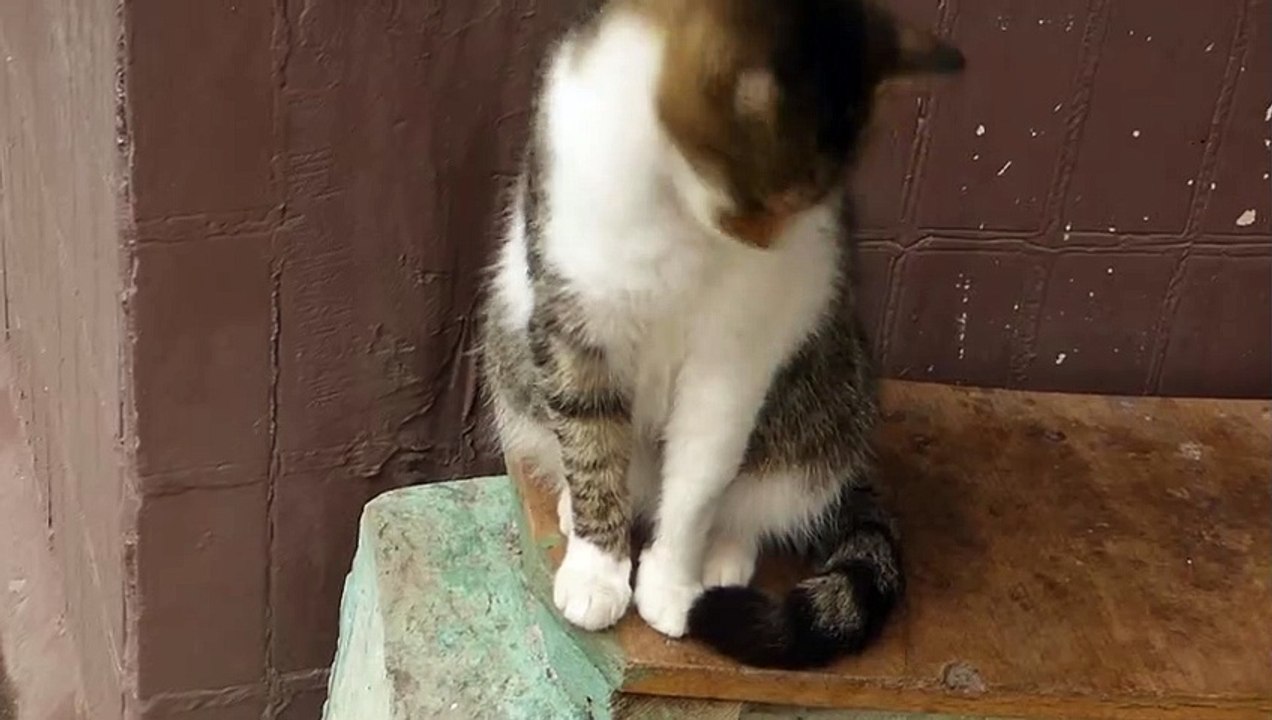 Cat vdeo