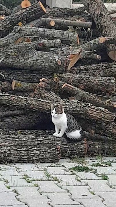 Kitten go to the mom and sister