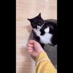 Fuuny cats and dogs | Animals never fail to make us laugh