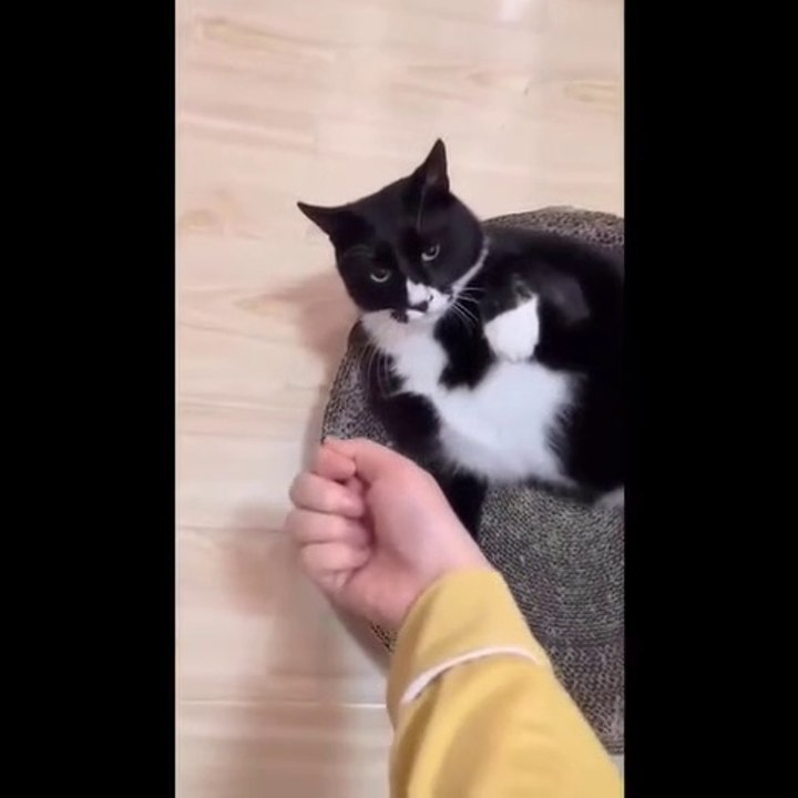 Fuuny cats and dogs | Animals never fail to make us laugh