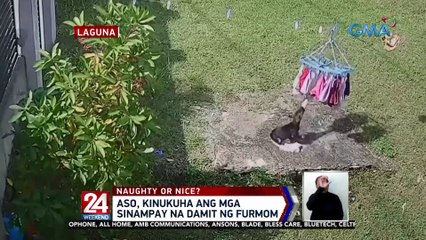 Aso, kinukuha ang mga sinampay na damit ng furmom | 24 Oras Weekend