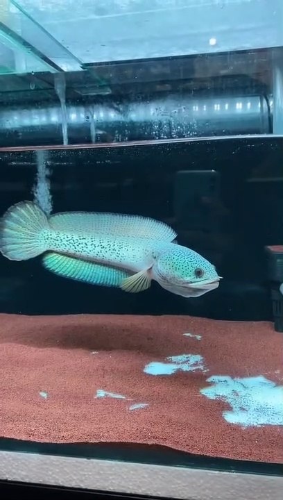 good fish starts from a sincere owner