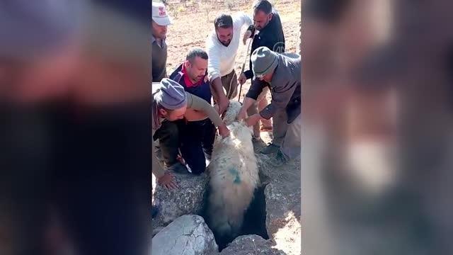 Kuyuya düşen koç itfaiye ekiplerince kurtarıldı