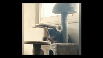 Cutest Animals _ Have Fun With Cats And Dogs