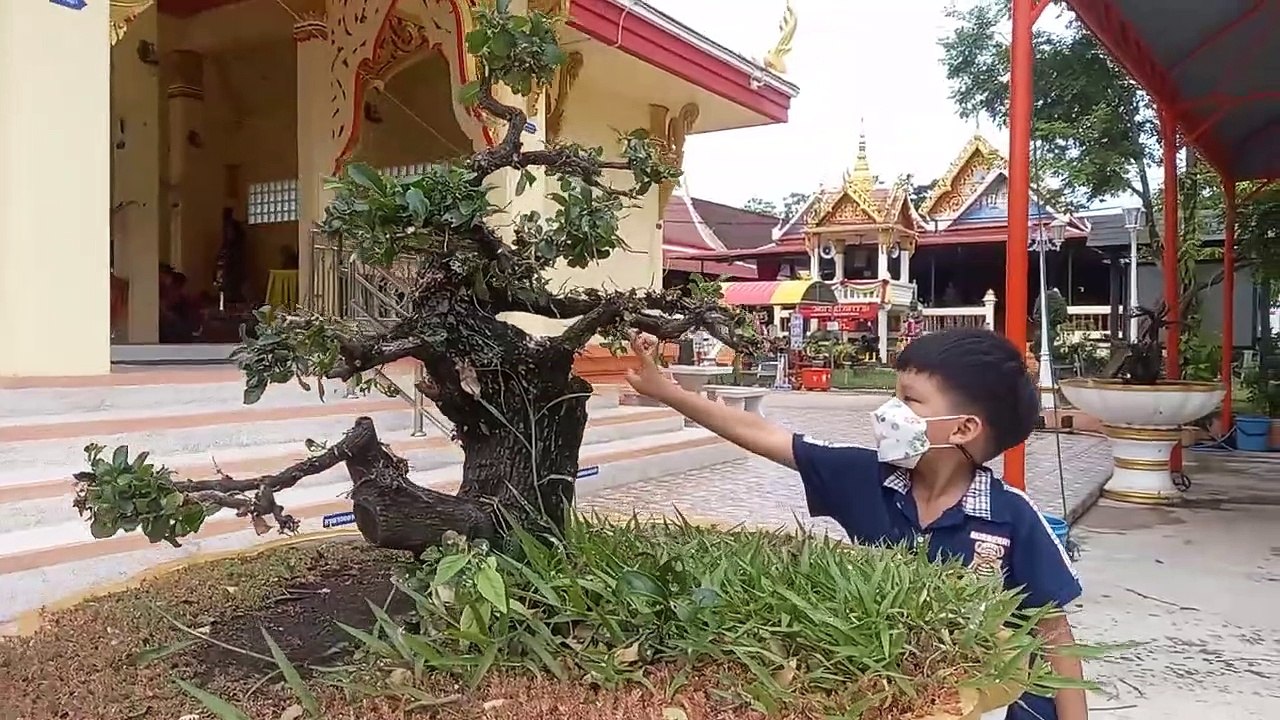 จีโน่ พาไปปิคนิค