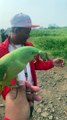 Freefly Alexandrine parrot