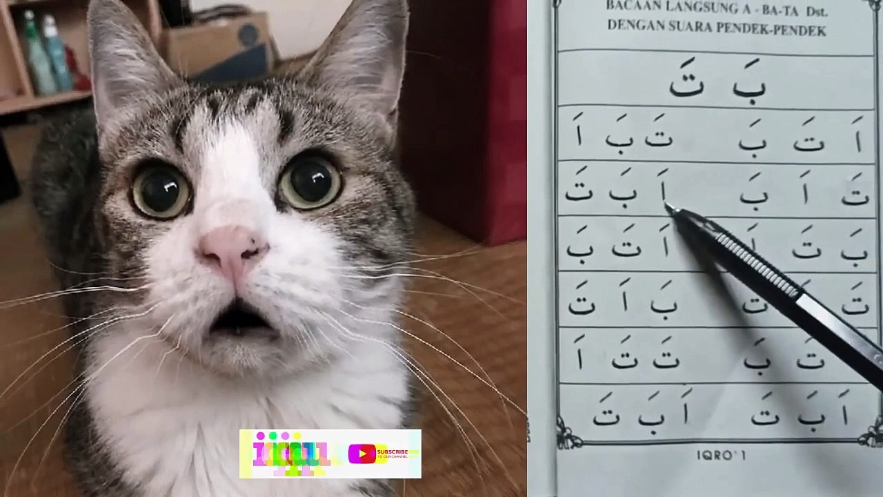 iqro learning cat