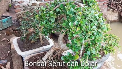 Bonsai Serut dan Beringin Dolar