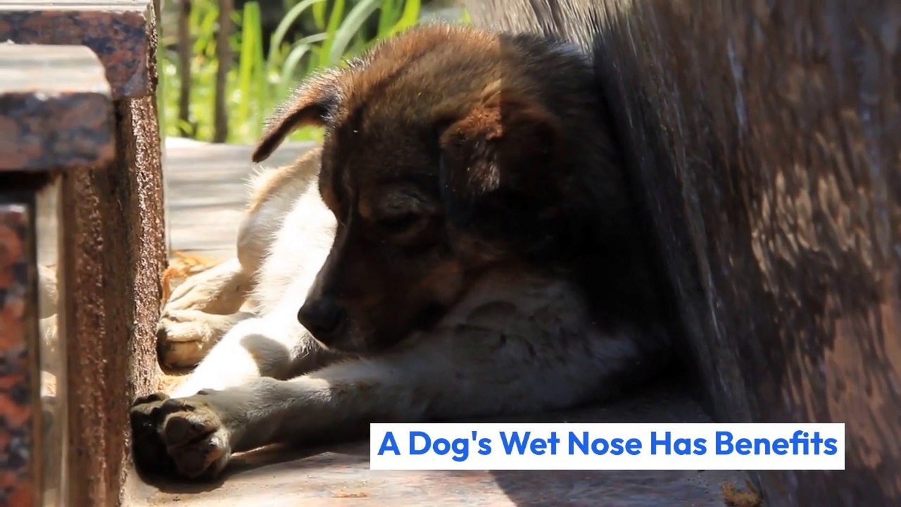 DOG and Fact about (Anjing dan fakta menarik)