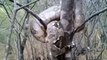 Cet énorme python est emmêlé dans un arbre... Animal impressionnant