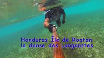 Honduras Roatan danse des LangoustesUTube