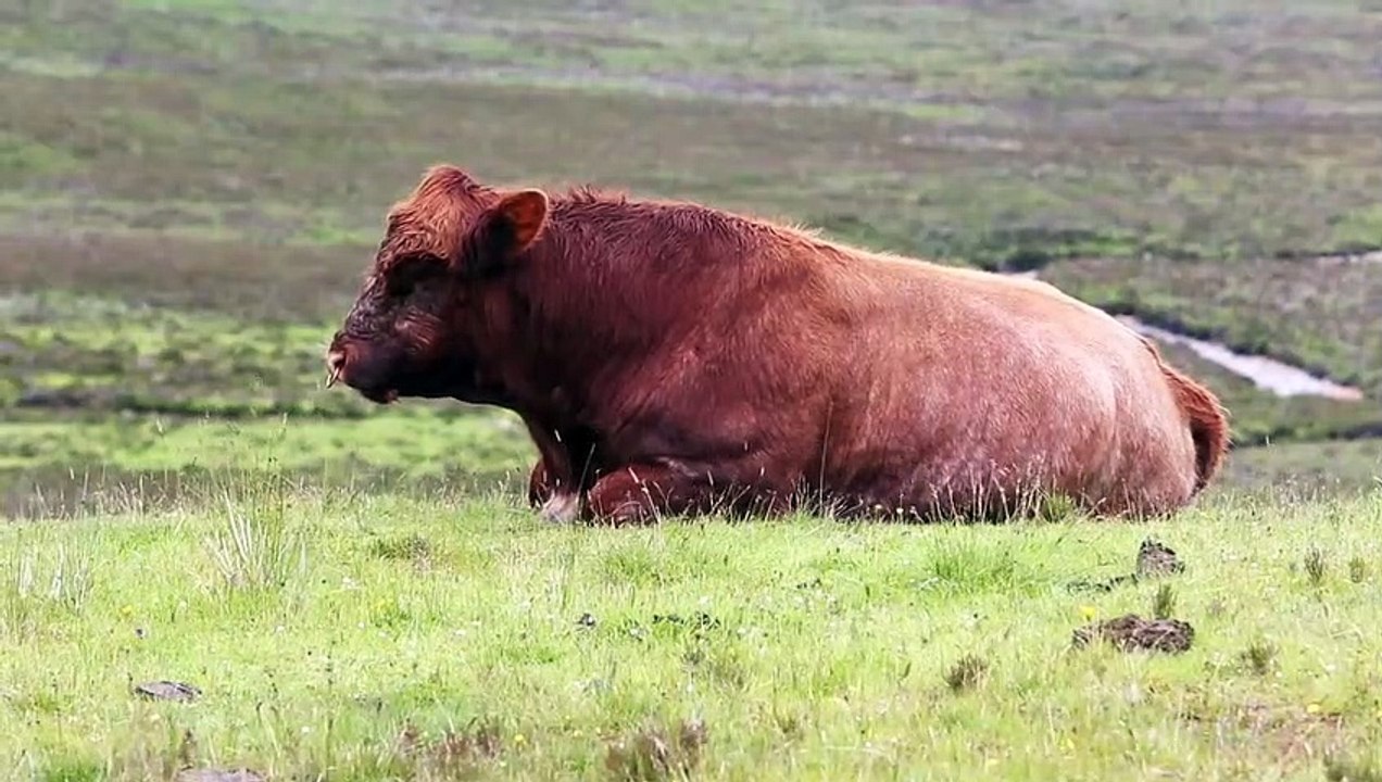 Limousin