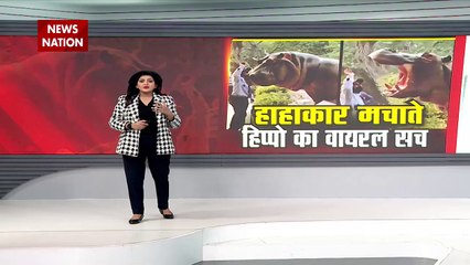 Lie Detector Test : हाहाकार मचाते हिप्पो का वायरल सच