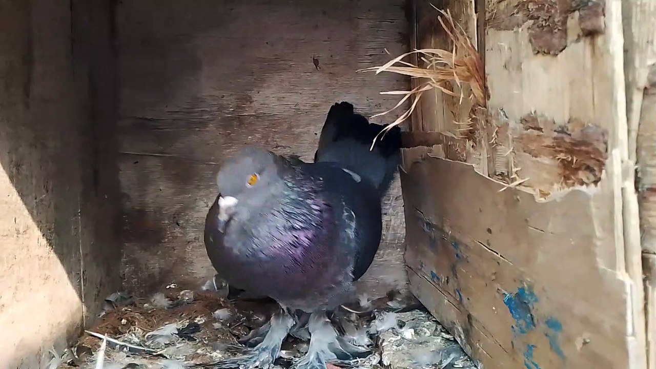 VID_20221117_095559
