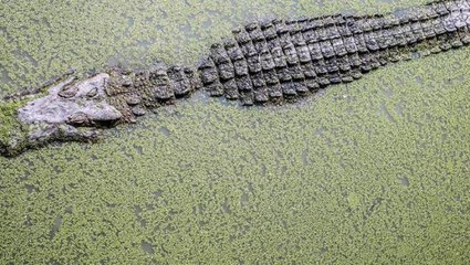 Ormanın içinden gelen ihbara giden yetkililer dünyanın en büyük timsahını görünce küçük dillerini yuttu