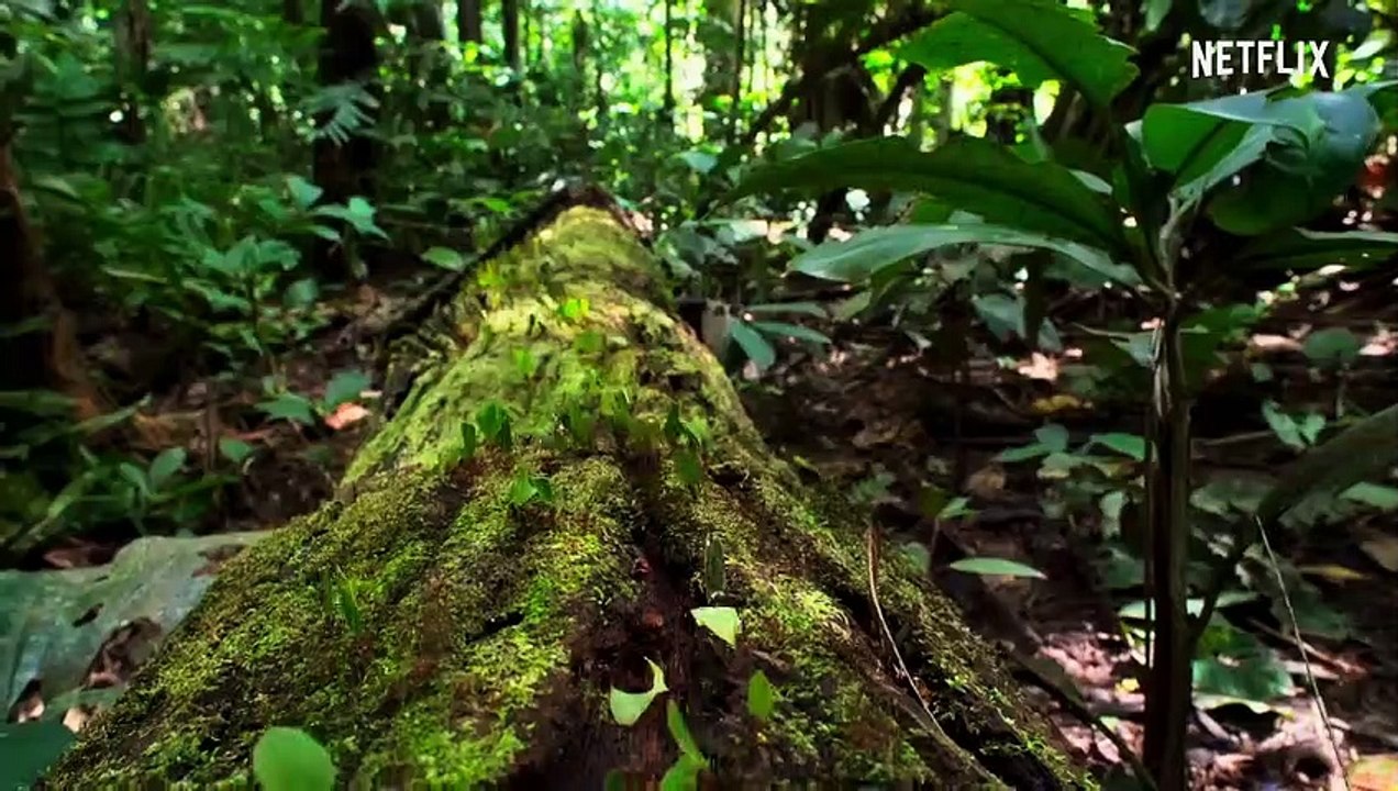 La bande-annonce de la série docu Notre planète : le top 10 des séries documentaires à voir sur Netflix