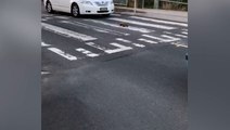 Tiny anteater uses zebra crossing, holding up traffic