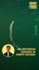 Este extraño gusano sorprendió a turistas de Tailandia