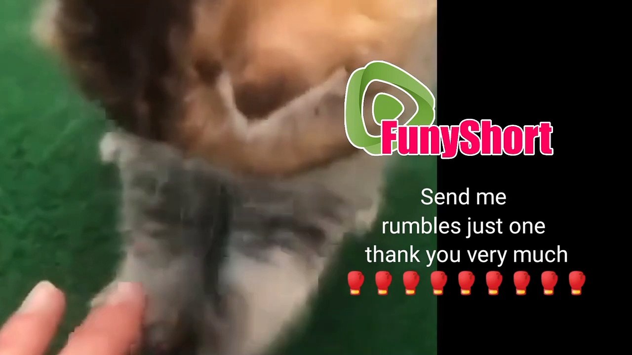 joke with cute kittens