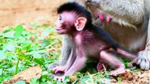 Cute Newborn Monkey...Little Newborn baby Yawning He Probably Wanna Sleep