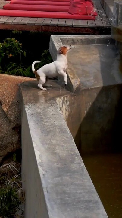 Funniest Cats and Dogs Compilation - Funny Animals Videos 2022 - Try Not To Laugh Animals #viral