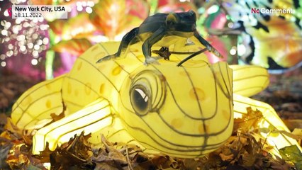 NoComment : au zoo du Bronx, des animaux lumineux pour la saison des fêtes