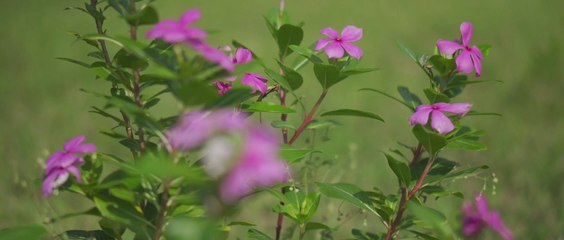 4K cinematic video Sony ZV E10