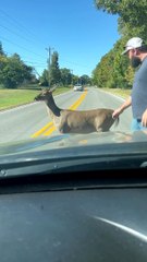 Friendly Deer Takes Her Time Crossing the Road