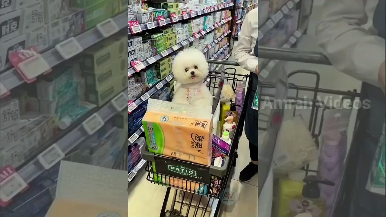 Funny Animal Video | Videos for animal lovers | Amrah Videos | like and Subscribe | Latest animal videos |