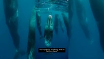 How Sperm Whales Sleep