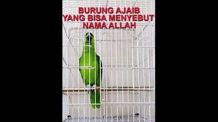 SUBHANALLAH Merinding mendengar Suara Burung ini Bisa Melantunkan Iqomah