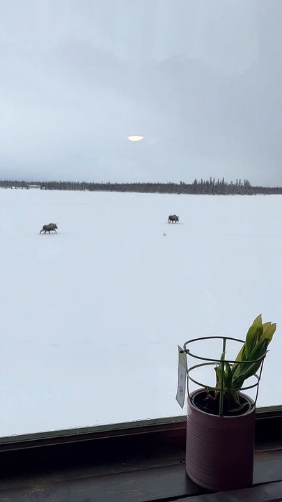Five-Year-Old Mistakes Moose for Dinosaurs