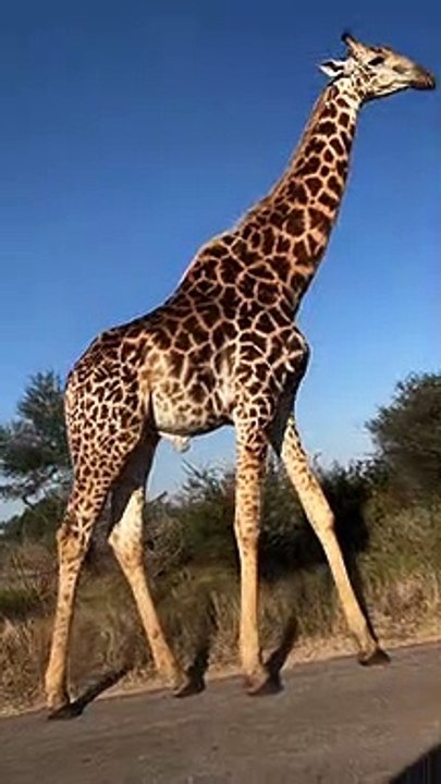 Majestic Giraffe Casually Strolls by Car