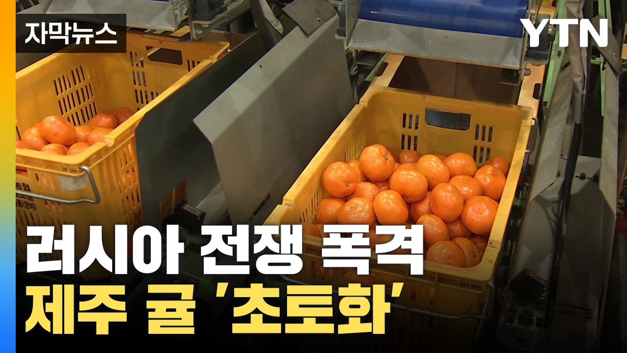 [자막뉴스] 러시아 전쟁 폭격...'제주 귤' 왜 초토화 되었나 / YTN