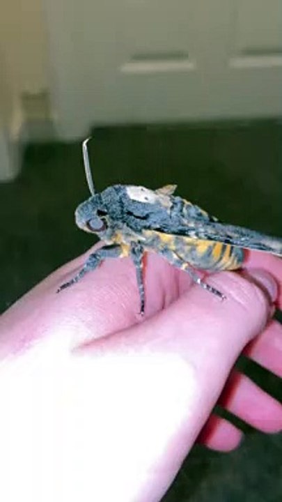 Cute Squeaky Hawkmoth