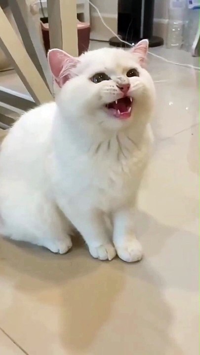 Funny Cat Smile #kids #Cat #Dog #Child #Funny Moment #Funny Animal