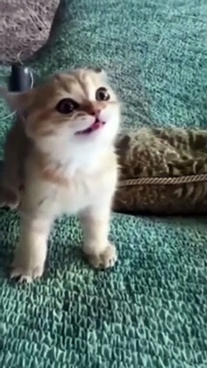 Funny Cat Moment #kids #Cat #Dog #Child #Funny Moment #Funny Animal