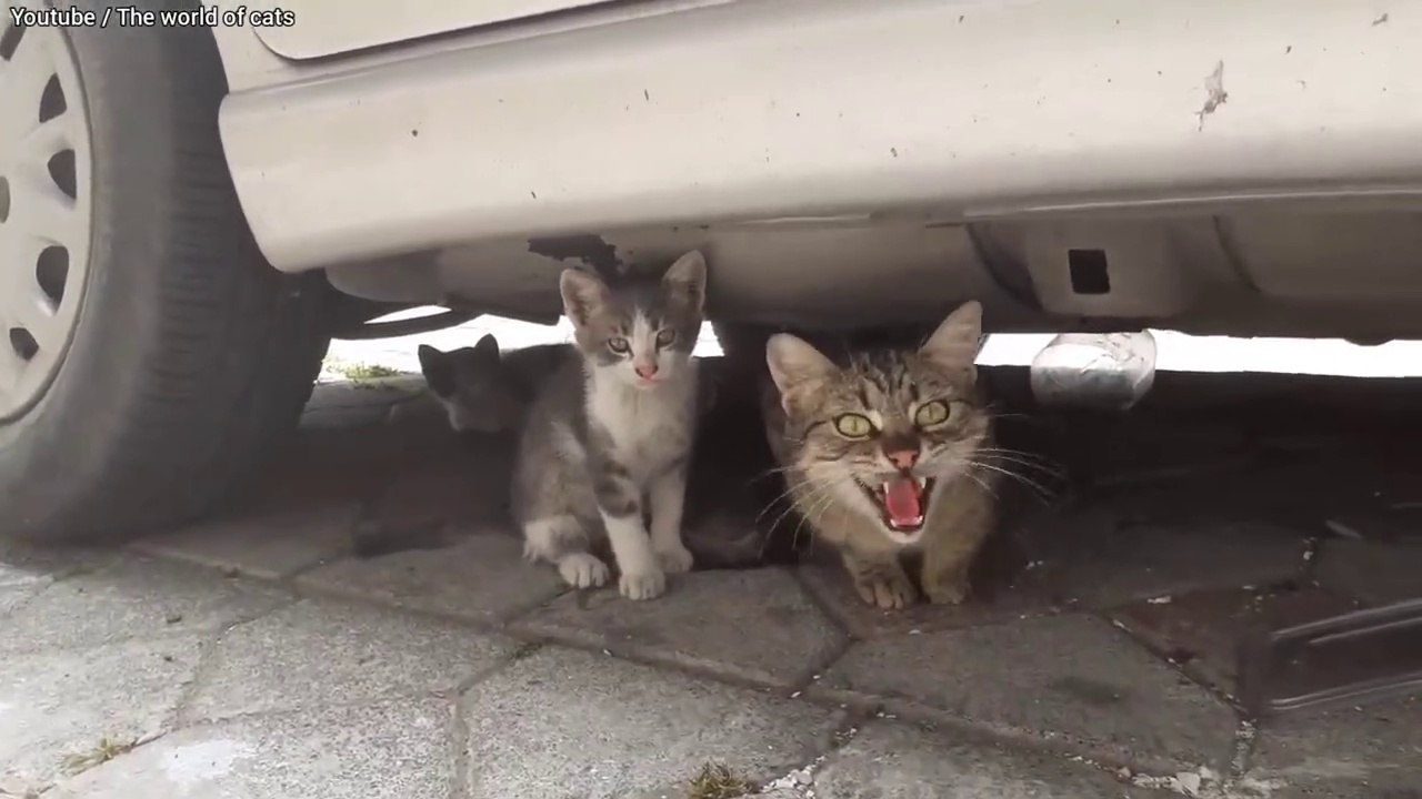 Angry Mother cat protects her Kittens and doesn't let anyone approach them.