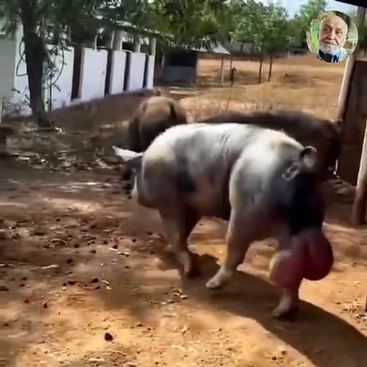 bad dancer 