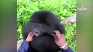 Funny Monkey Video Moments