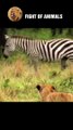 Scary Lion Hunting and Killing Newborn Zebras   Animals Fight #shorts #animals #lion #Zebra