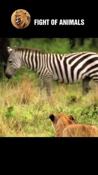 Scary Lion Hunting and Killing Newborn Zebras Animals Fight #shorts #animals #lion #Zebra