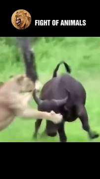 Brave Forest Buffalo Takes Lion's Life Animals Fight #shorts #buffalo #lion #animals