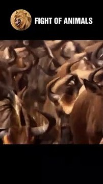 Moment Wild Buffalo And Zebra Dies Carpet Under Lion's Fangs #shorts #animals #lion #zebra #buffalo