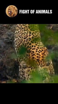 Leopard Assassin's Wild Boar Hunting Skills Animals Fight #shorts #animals #leopard #wildboar