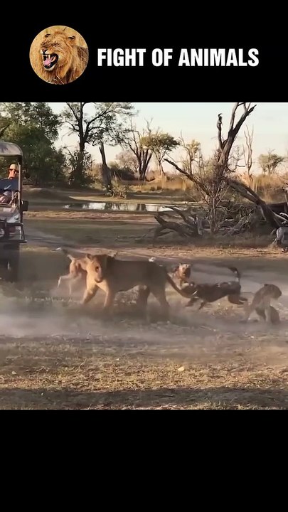 Moment Desperate Wild Dog Confronts Lions And T...