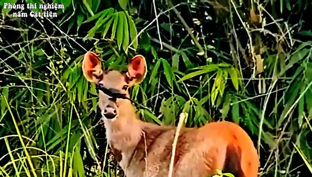 Nai sambar ở Vườn quốc gia Cát Tiên. Sambar deer in Cat Tien National Park.
