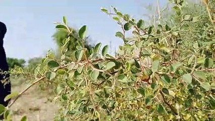 Hindu Community Daily Life In Pakistan - Hindu Lifestyle In Pakistan - Gyan Teekmani