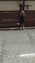 Cute Beagle Looking me Back side from Main Door